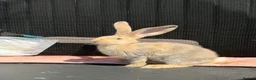 Continental Giant rabbits for sale: Continental Giants  - Advert 7