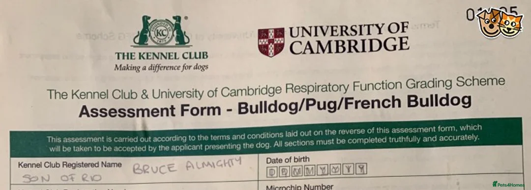 French Bulldog dogs for stud: BRUCE ALMIGHTY (MASKLESS) Lilic and tan in Manchester - Advert 19