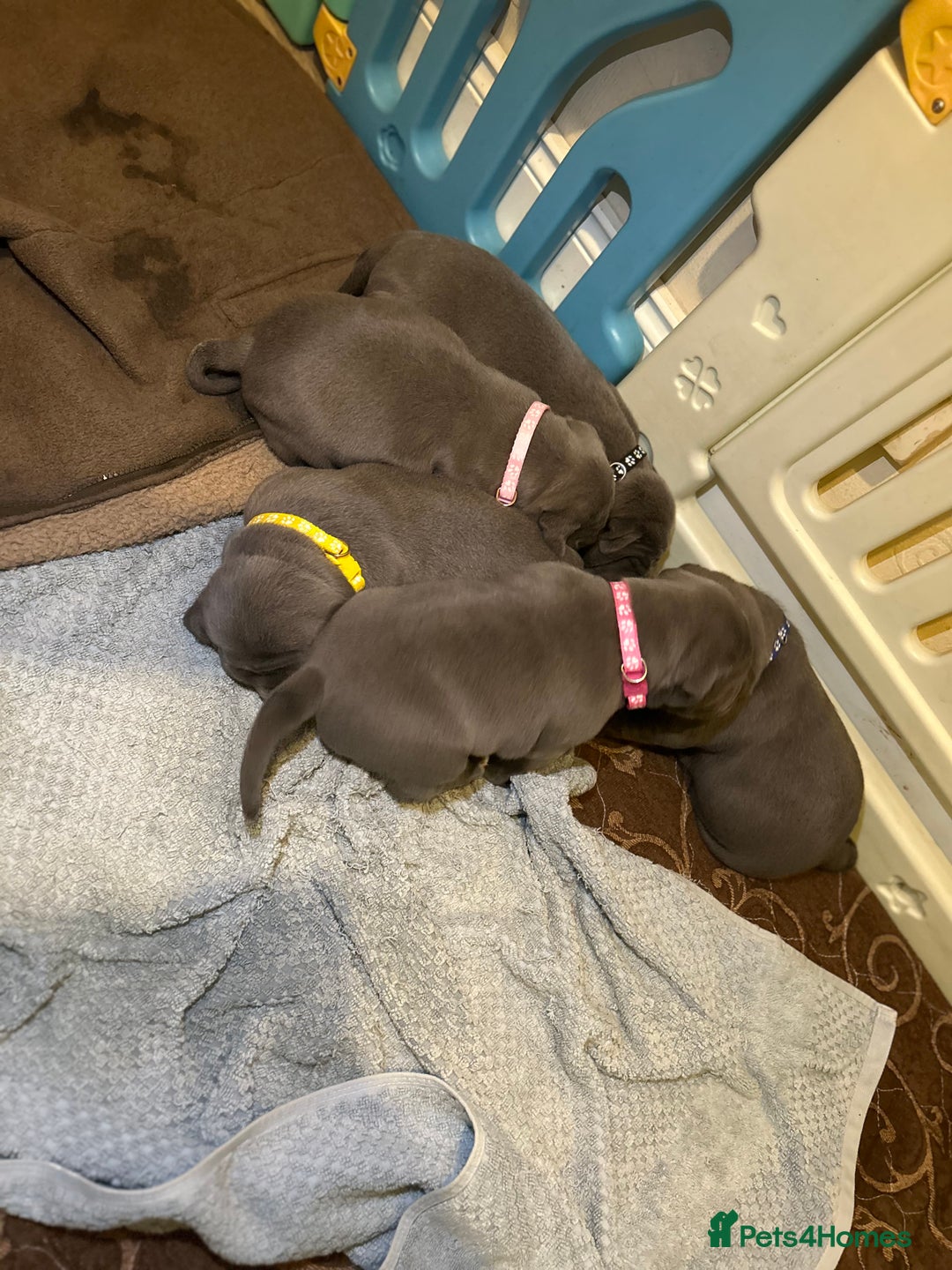Staffordshire Bull Terrier dogs for sale: Blue Staffordshire bull terrier’s  - Advert 3