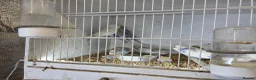 Budgerigars birds for sale:  Normal  pieds budgies  in Crook - Advert 3