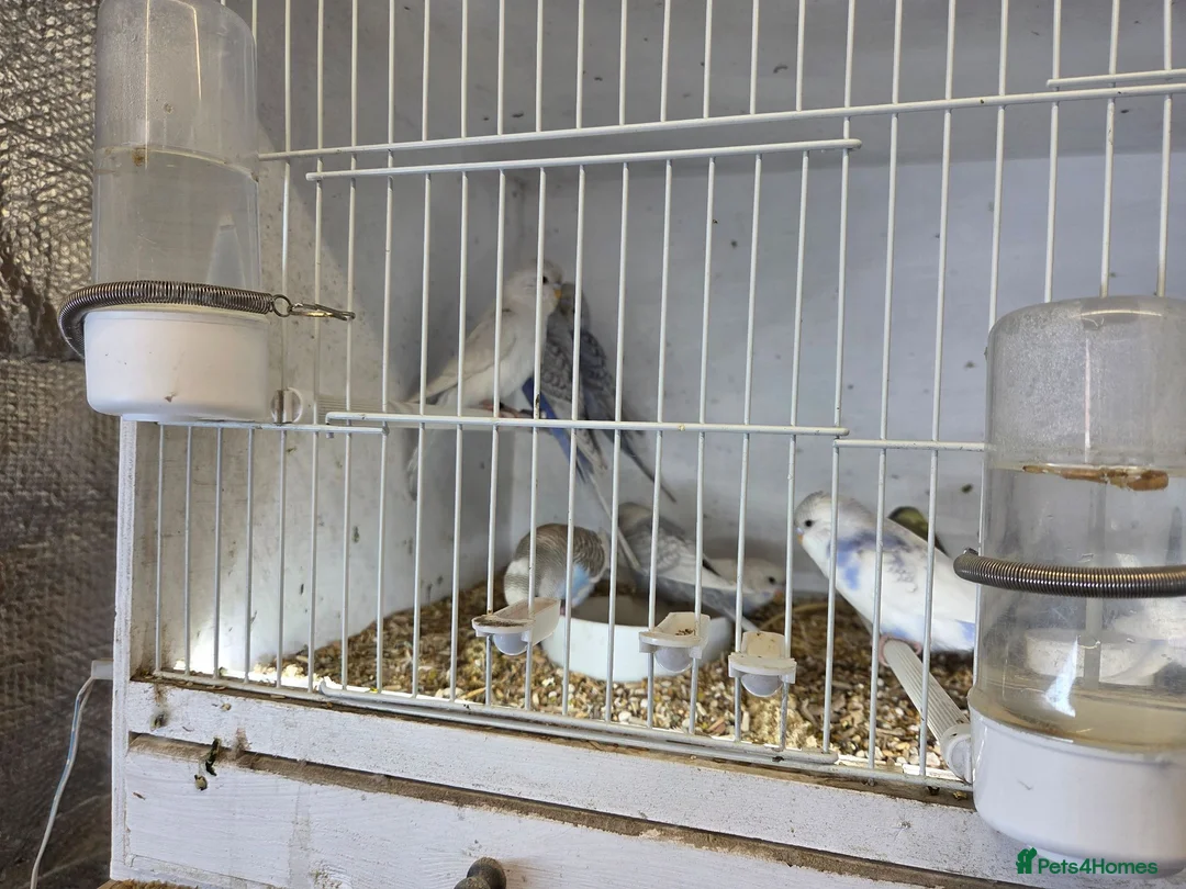 Budgerigars birds for sale:  Normal  pieds budgies  in Crook - Advert 3