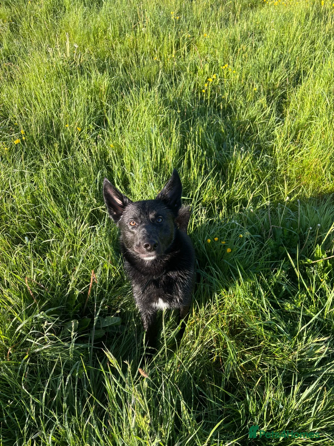 Mixed Breed dogs for sale: Koba 1 year old in Bath - Advert 2