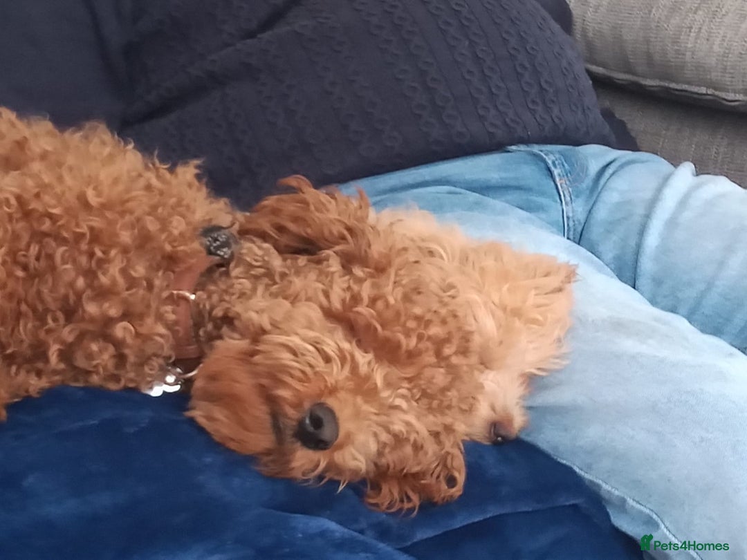 Maltipoo dogs for sale: stunning maltipoo pups  - Advert 4