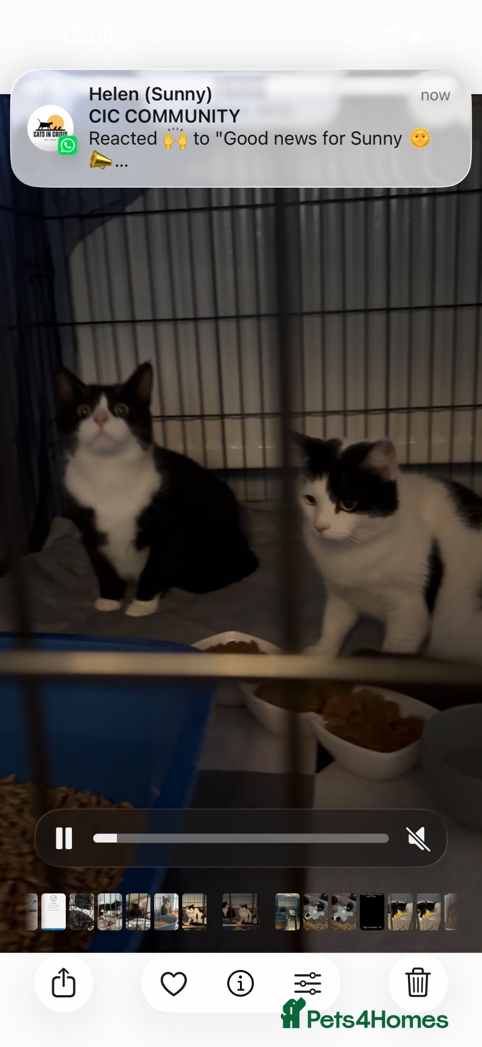 Domestic Shorthair cats Adopt From Cats in Crisis East London  - Advert 1