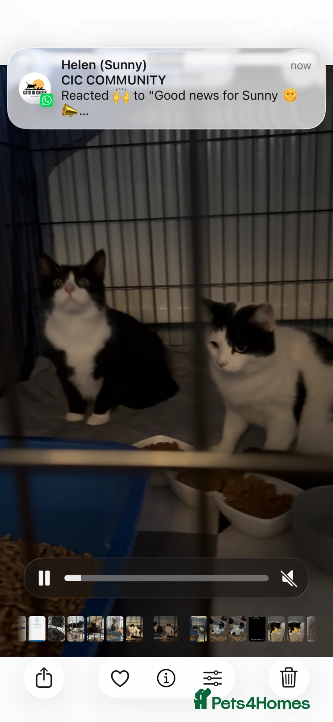 Domestic Shorthair cats for adoption: Adopt From Cats in Crisis East London  - Advert 1