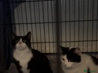 Domestic Shorthair cats Adopt From Cats in Crisis East London - Advert 1
