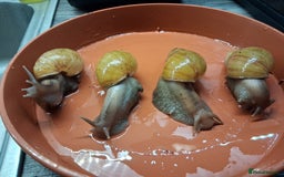 Snails invertebrates for sale: Giant African land snails (fulica) - Image 5