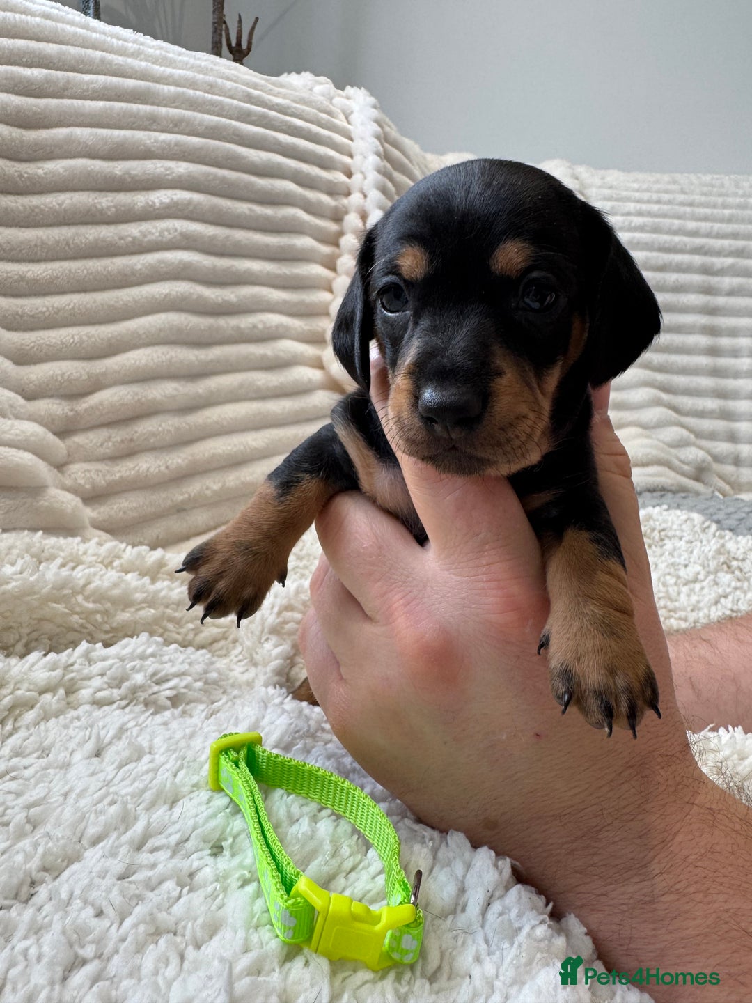 Dachshund dogs for sale: 6 Stunnig Standard Dachshund Puppies - Advert 3