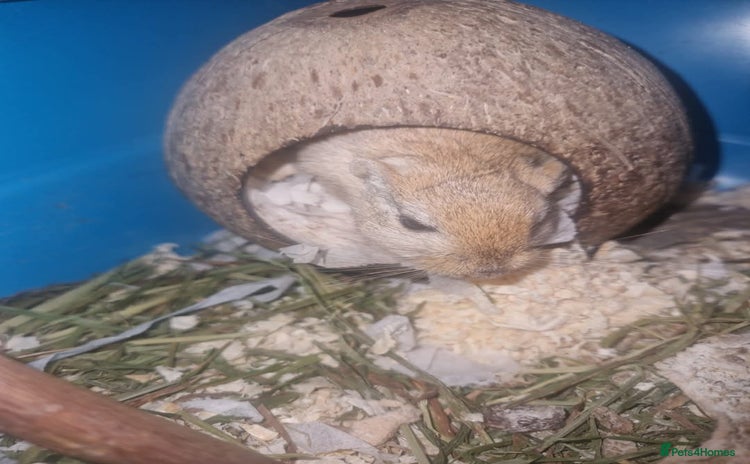 Gerbil rodents - Advert 2