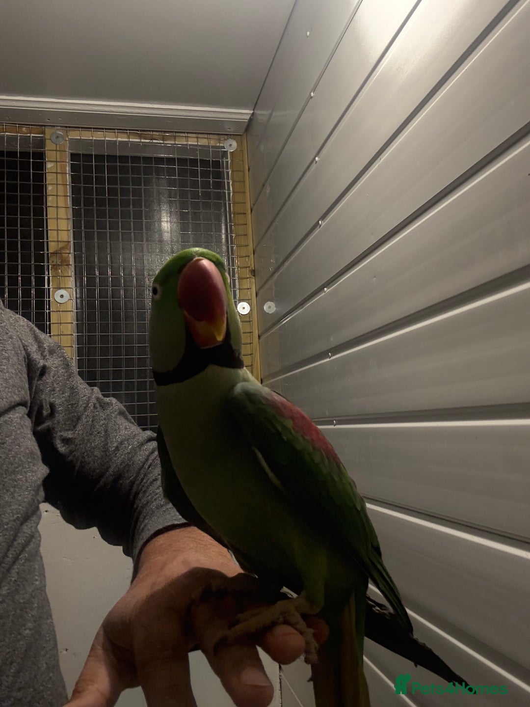 Parrots birds for sale: Alexandrian parrots (pair) for sale   - Advert 7