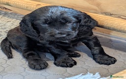 Cocker Spaniel dogs for sale: Beautiful Cocker Spaniel Puppies  - Image 5