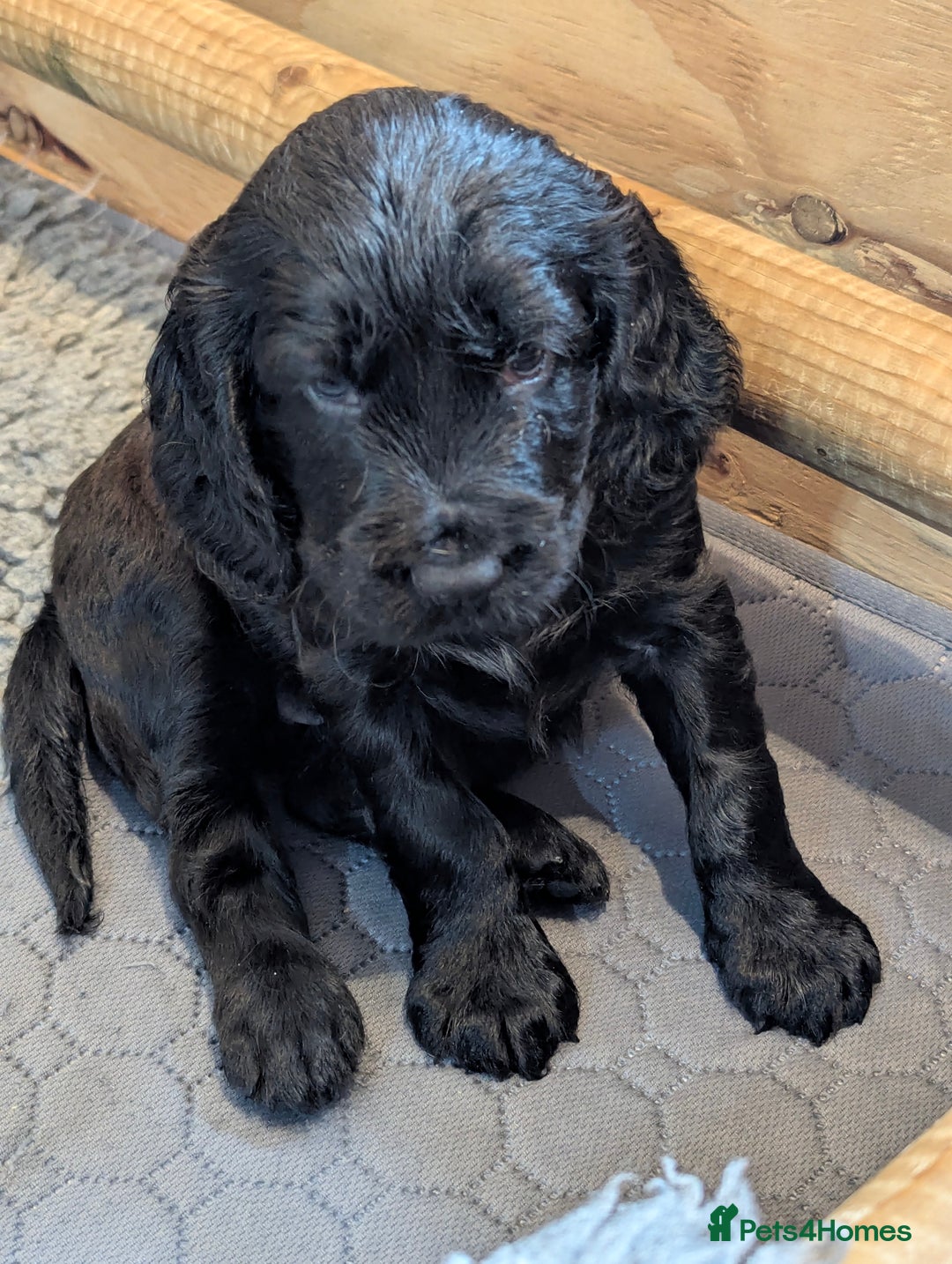 Cocker Spaniel dogs for sale: Beautiful Cocker Spaniel Puppies  - Image 5