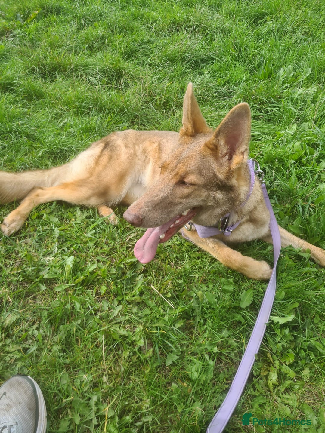 German Shepherd dogs for sale: German Shepherd female needs rehoming - Advert 3