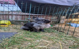 Mixed Breed rabbits for sale: 2 adorable bunnies looking for their forever home in Chigwell - Image 6