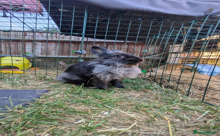 Mixed Breed rabbits in Chigwell - Advert 17