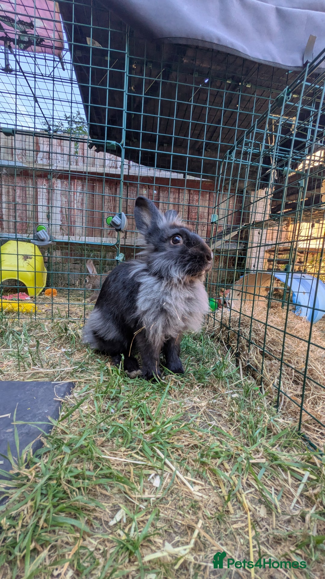 Mixed Breed rabbits for sale: 2 adorable bunnies looking for their forever home in Chigwell - Image 6