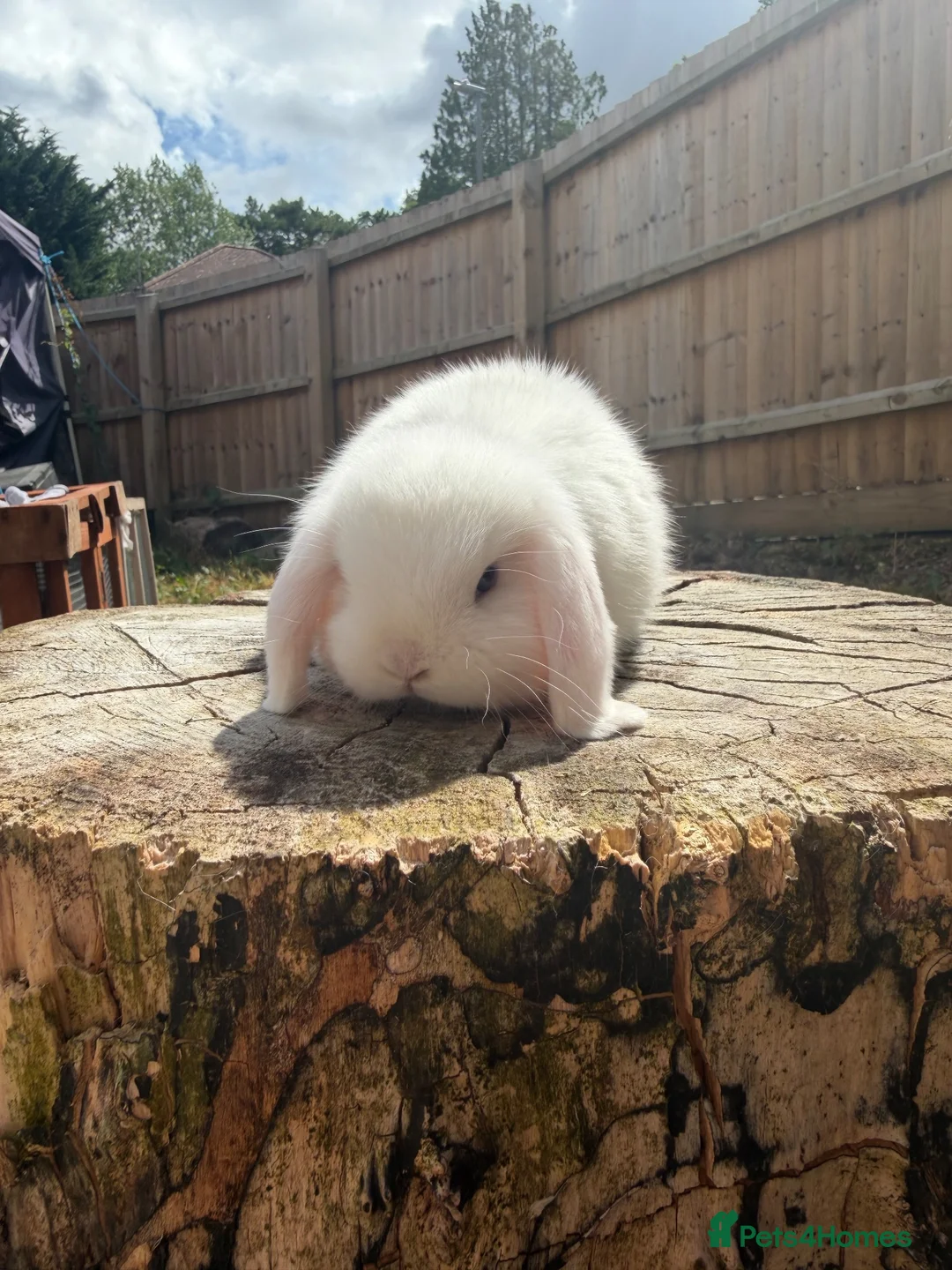 Mini Lop rabbits for sale: 2 year old Mini lop doe and kits  - Advert 13