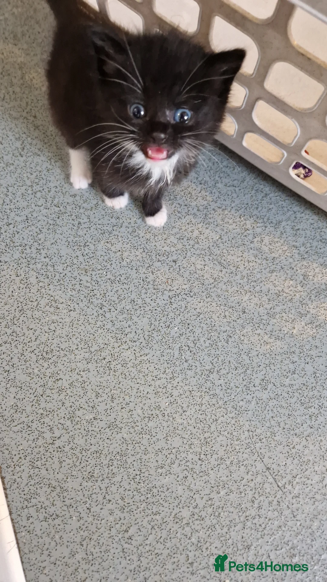 British Longhair cats for sale: She cross Norwegian kittens  - Advert 10