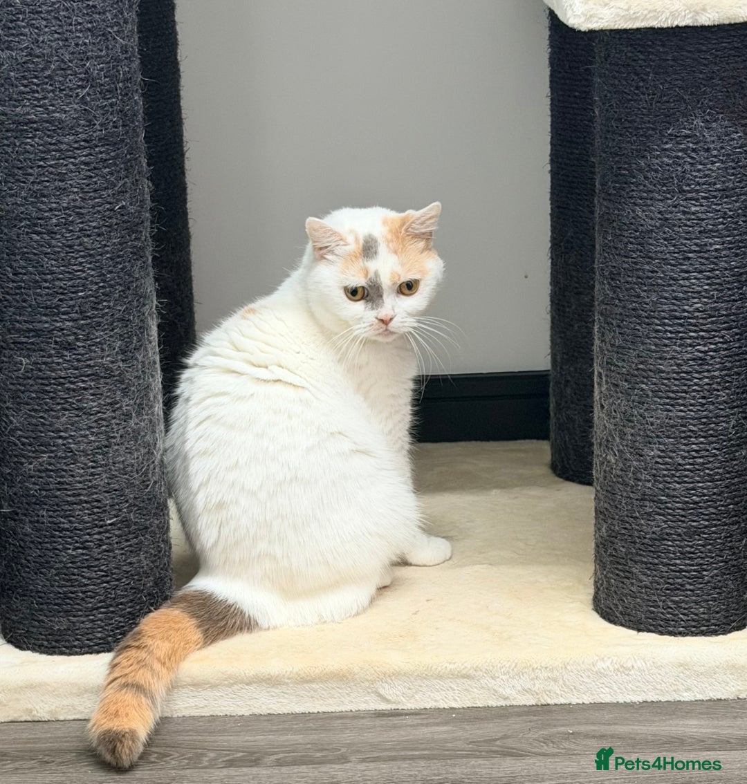 British Shorthair cats for sale: British Shorthair Girls Ready for Forever Homes - Advert 4