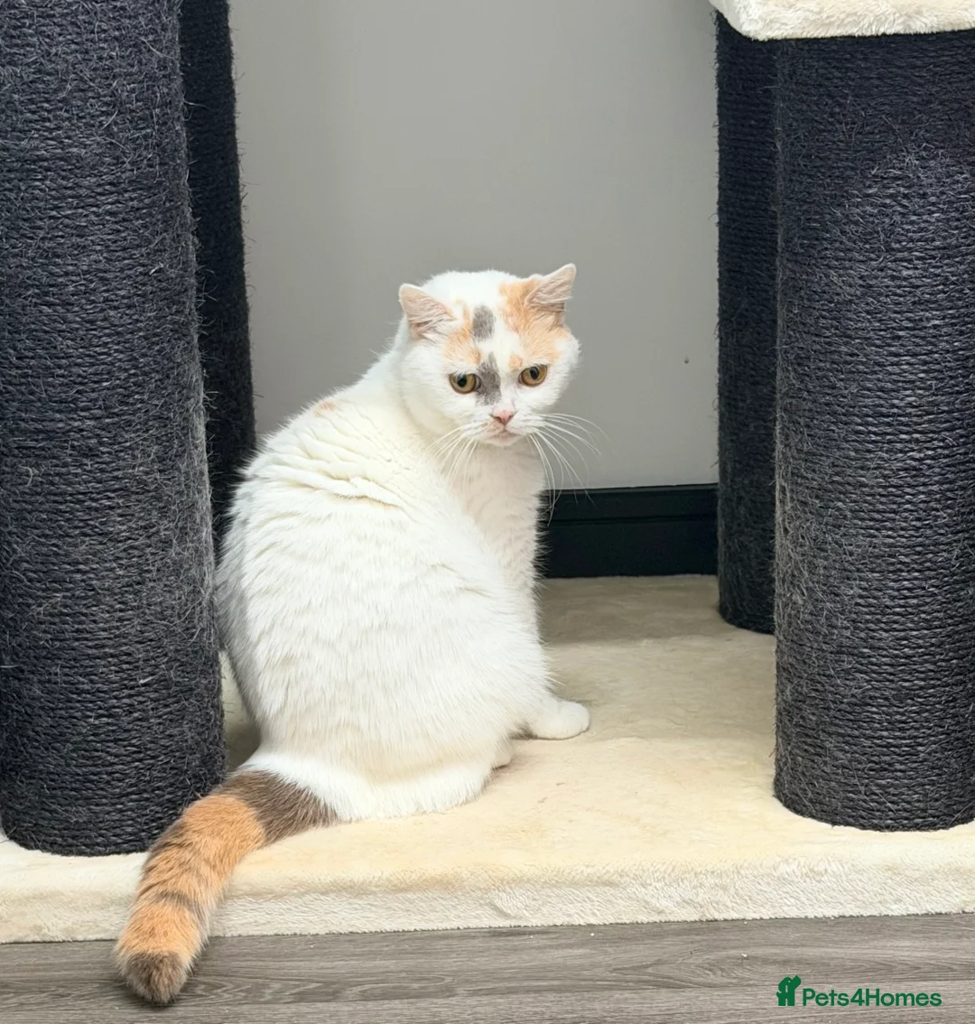 British Shorthair cats for sale: British Shorthair Girls Ready for Forever Homes - Advert 5