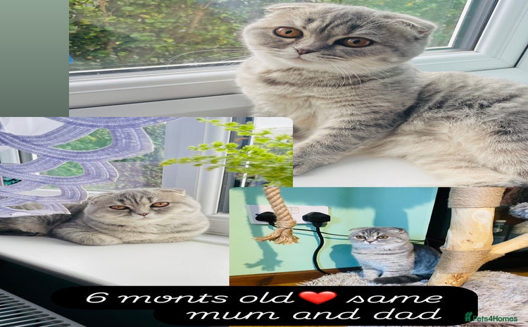 Scottish Fold cats - Advert 6