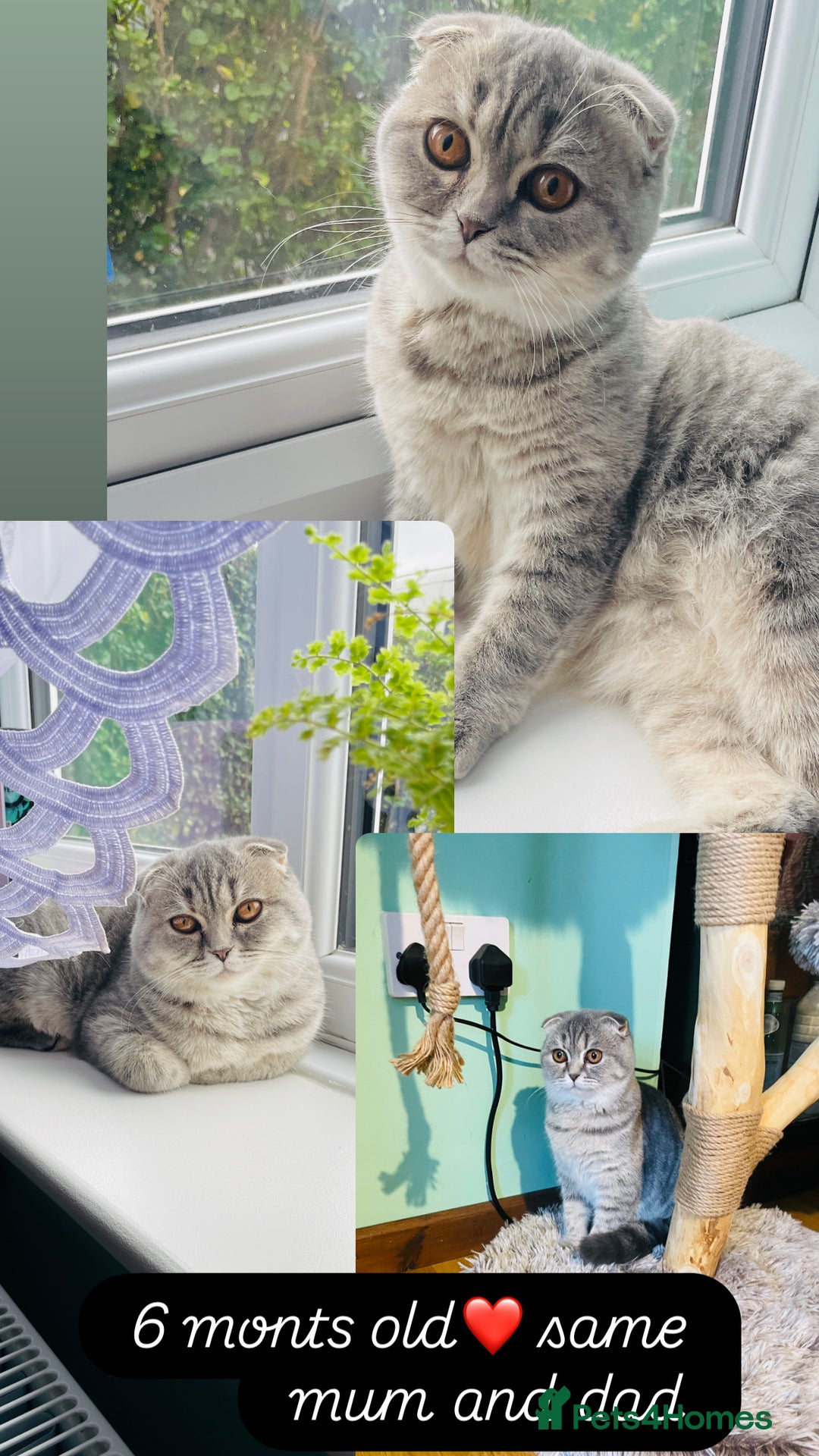 Scottish Fold cats for sale: Beautiful litter looking for new homes ❤️❤️ - Advert 2