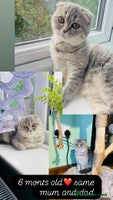 Scottish Fold cats Beautiful litter looking for new homes ❤️❤️ - Advert 2