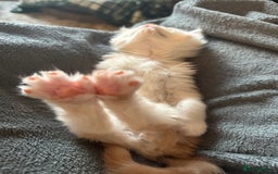 Maine Coon cats for sale: Beautiful rare colour pedigree Maine Coon kittens - Image 17