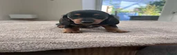 Miniature Dachshund dogs for sale: *** 3 beautiful mini dachshunds ** - Advert 25