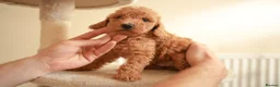 Cockapoo dogs for sale: Gorgeous Cockapoo For Sale  - Advert 9