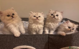 Persian cats for sale: Persian chinchilla kittens - Image 1