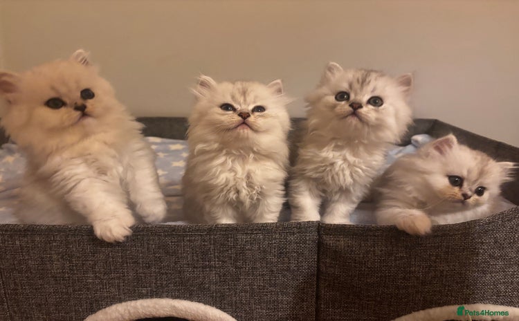 Persian cats - Advert 2