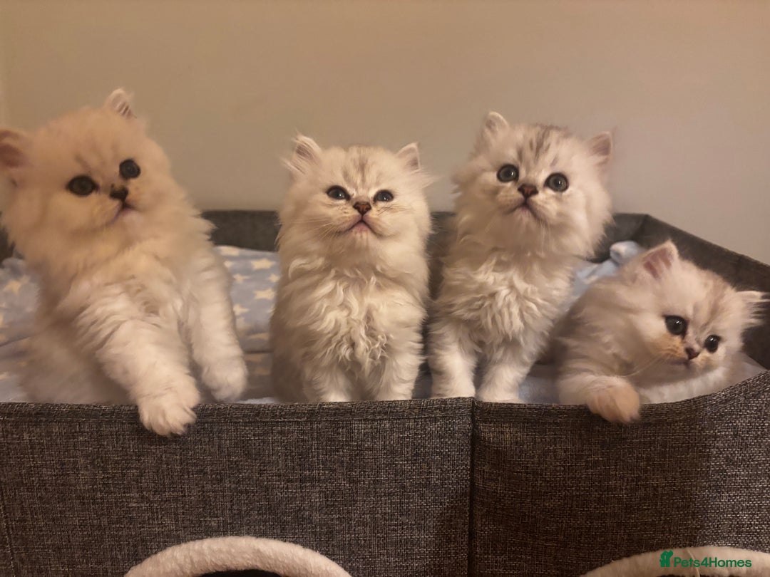 Persian cats for sale: Persian chinchilla kittens - Image 1