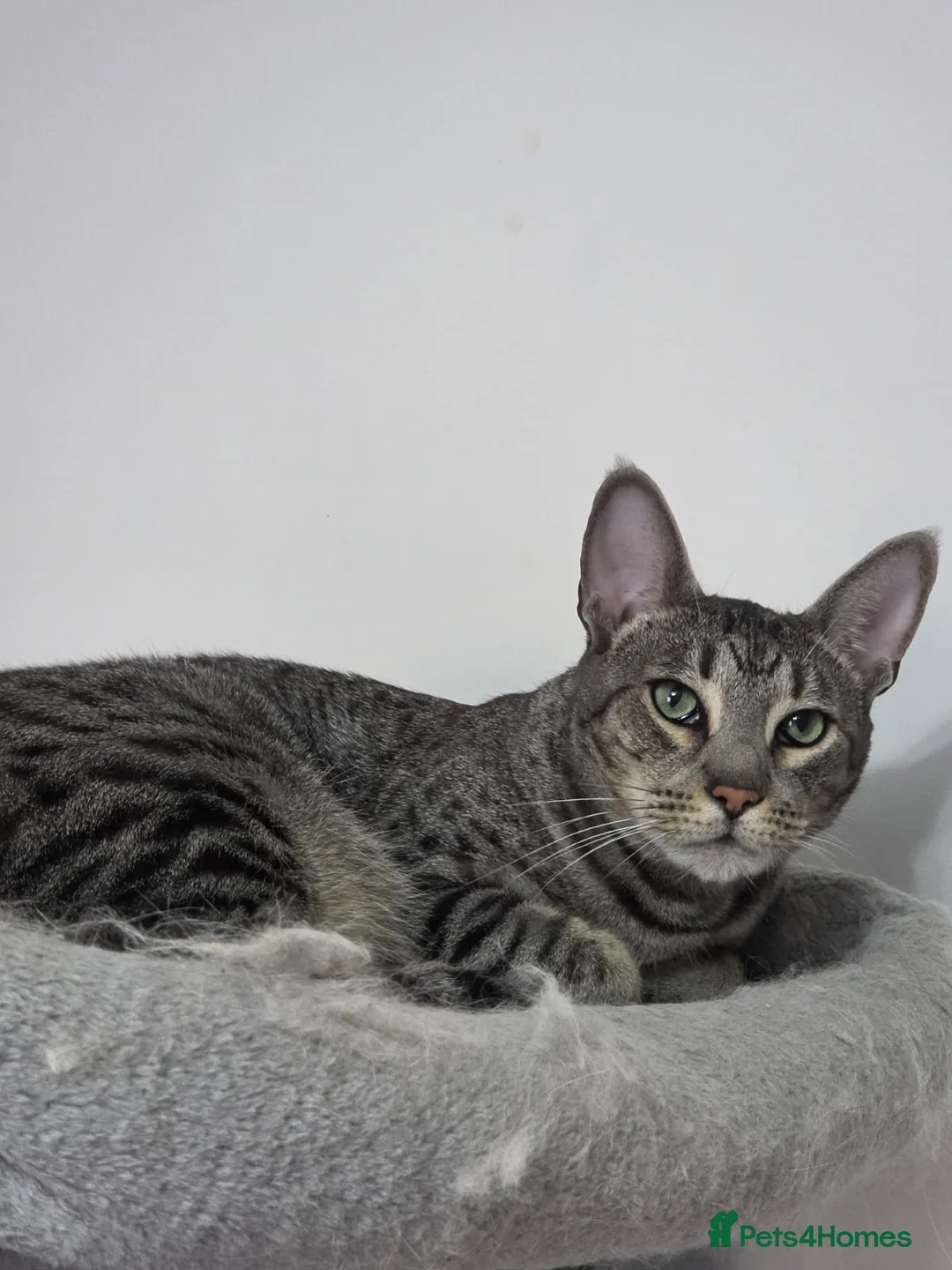 Savannah cats for sale: Beautiful silver female, electra, f6 savannah in London - Advert 2