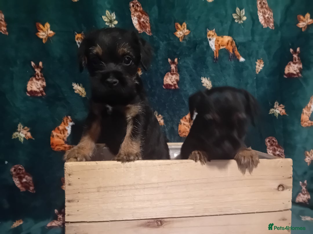 Border Terrier dogs for sale: Black and tan chunky border terrier puppys - Image 7