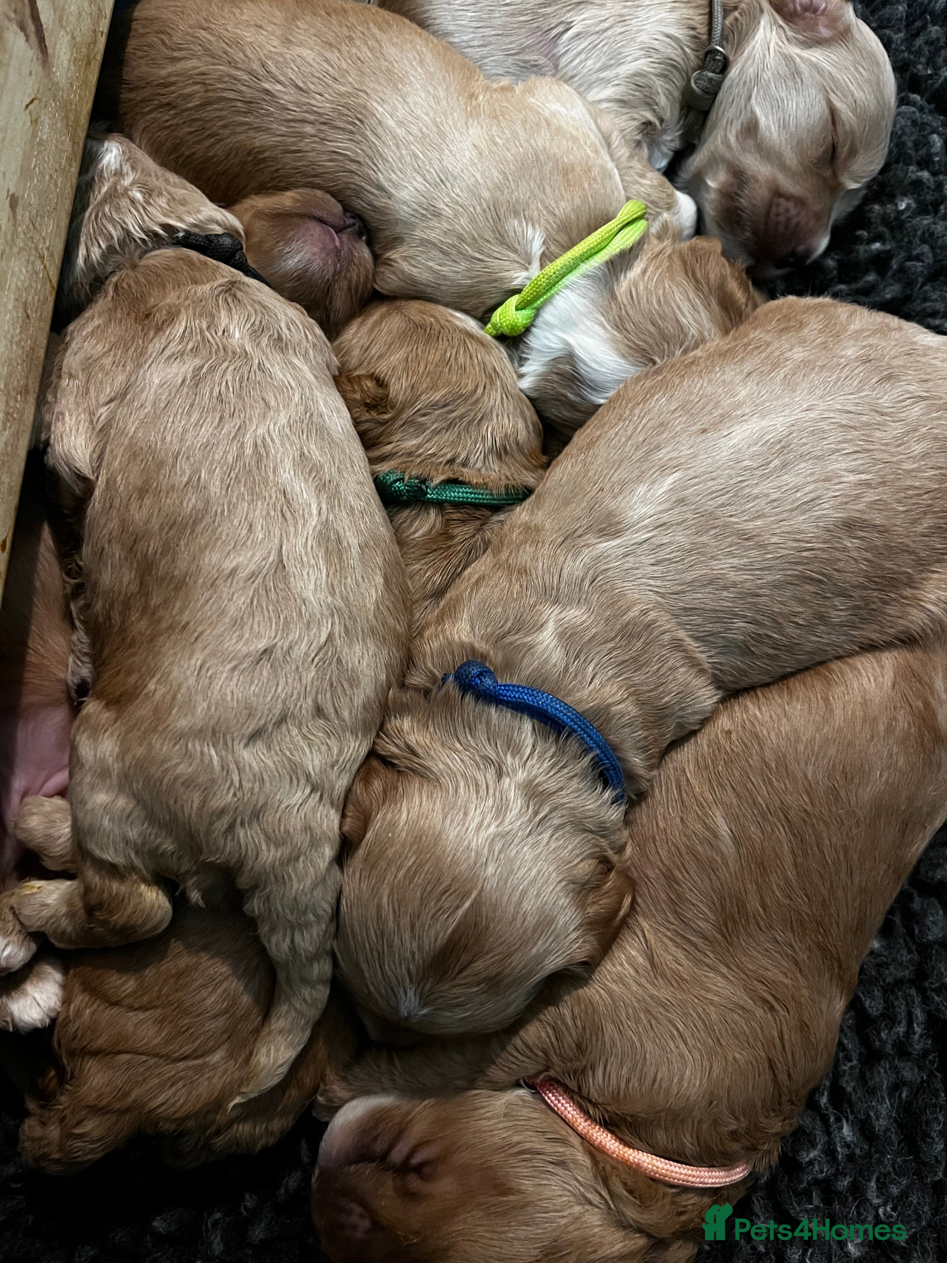 Australian Labradoodle dogs Quality Multigen Australian Labradoodle Puppies  - Advert 1