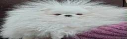 Pomeranian dogs for sale: Gorgeous Pom Boy - Advert 14