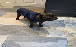 Miniature Dachshund dogs for sale: Rehoming - Mini dachshund (3) & French Bulldog (8) - Image 17
