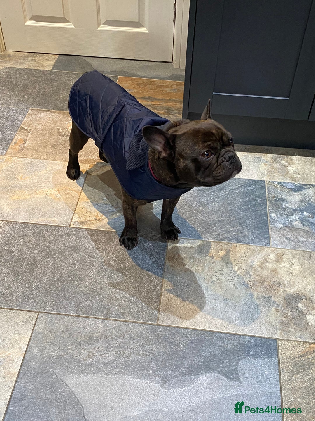 Miniature Dachshund dogs for sale: Rehoming - Mini dachshund (3) & French Bulldog (8) - Image 17