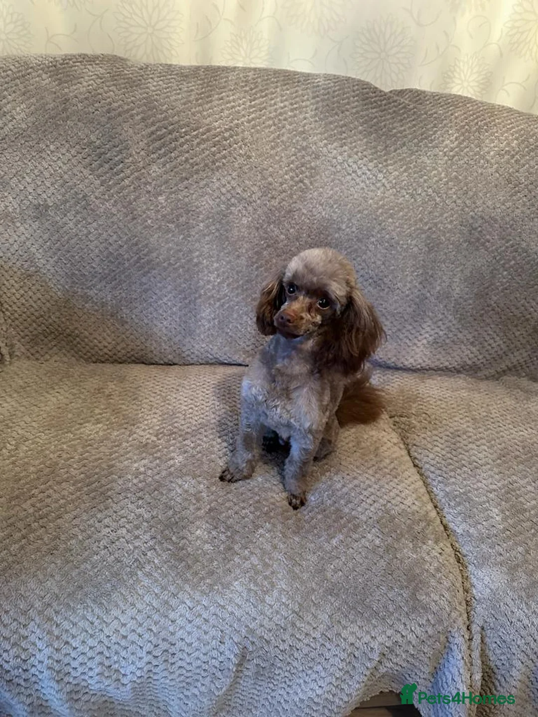 Toy Poodle dogs for stud: Stunning Chocolate Toy Poodle  in Stafford - Advert 26
