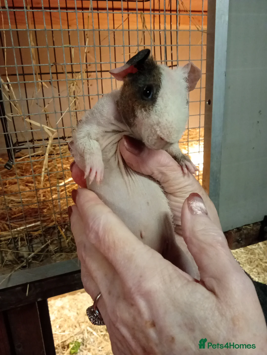 Guinea Pig rodents for sale: Baby Skinny Pigs  - Advert 4