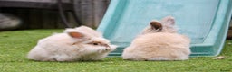 Angora rabbits for sale: English Angora pair  - Advert 10