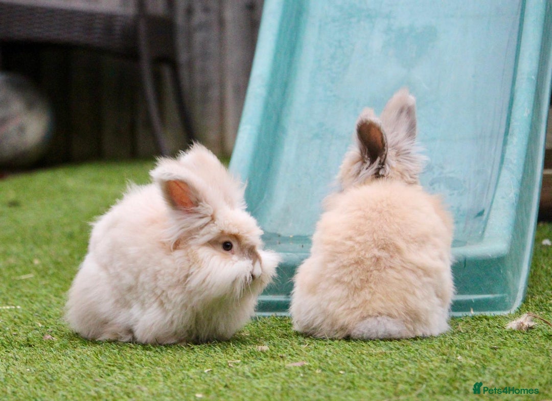 Angora rabbits for sale: English Angora pair  - Advert 10