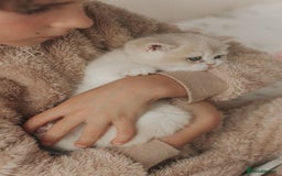 British Shorthair cats for sale: Cuddly Golden Blue British Shorthair girl  - Advert 21