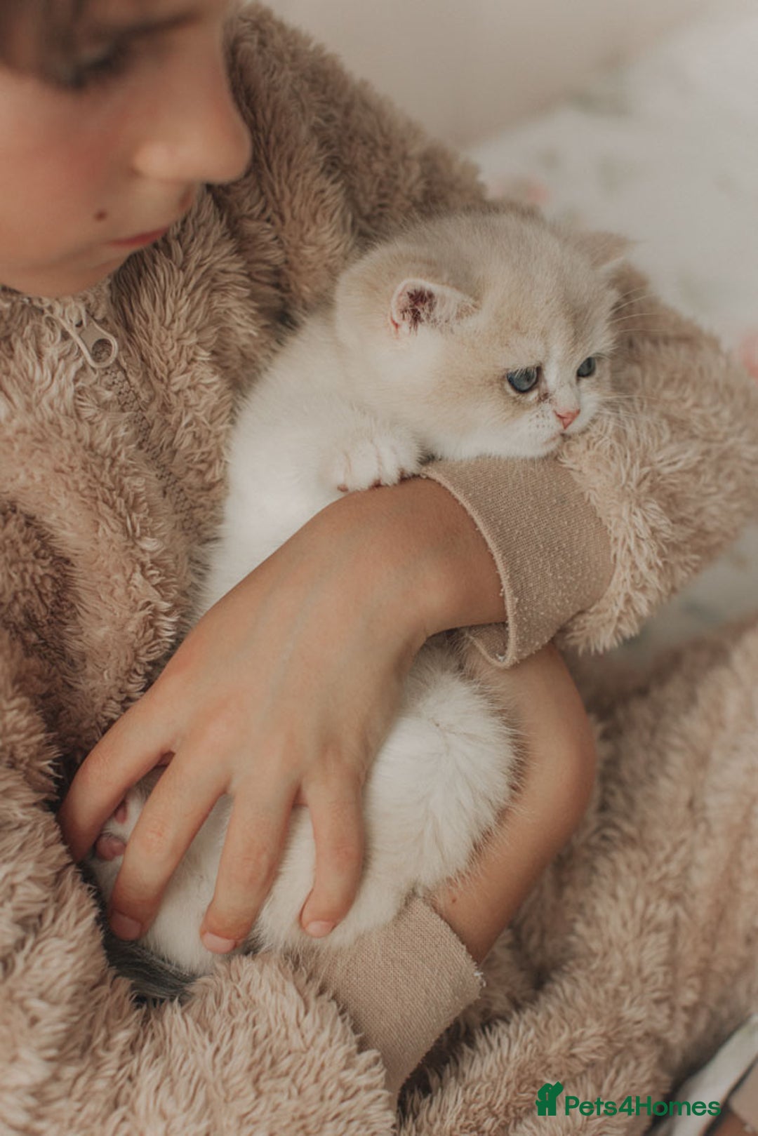 British Shorthair cats for sale: Cuddly Golden Blue British Shorthair girl  - Advert 21