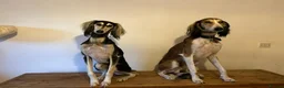 Saluki dogs for sale: Beautiful Saluki pups from champion lines - Advert 5