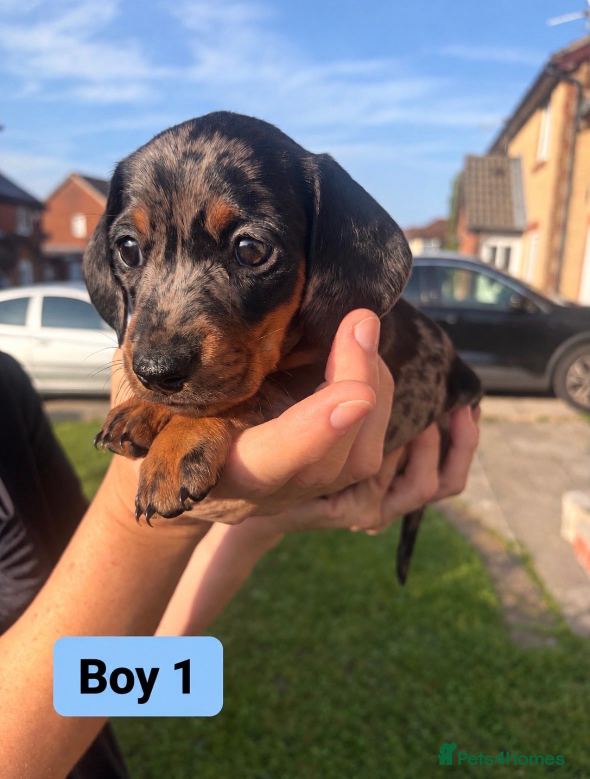Miniature Dachshund dogs 3 Remaining - beautiful miniature dachshund pups - Advert 5