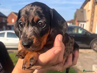 Miniature Dachshund dogs 3 Remaining - beautiful miniature dachshund pups - Advert 5