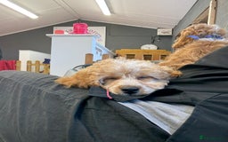 Cockapoo dogs for sale: Cockapoo puppies  - Image 6