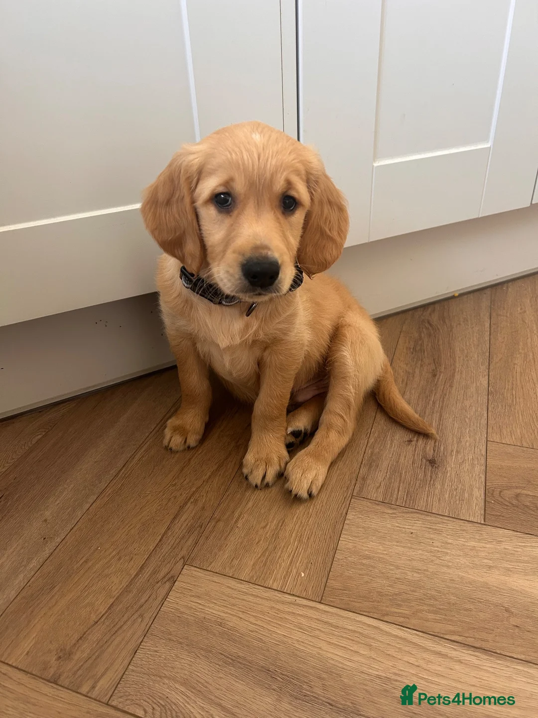 Golden Retriever dogs for sale: Beautiful sweet natured golden retriever boy  in Barry - Advert 2